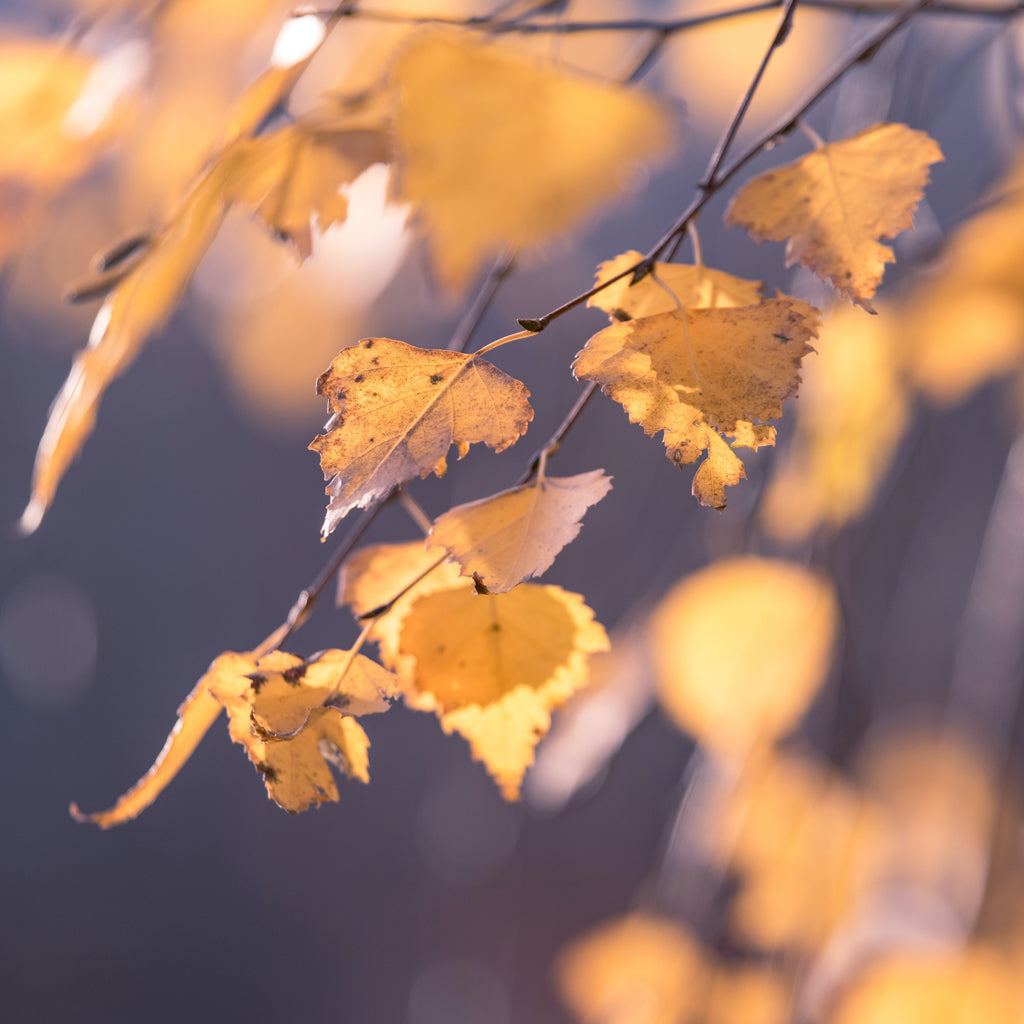 Relieving Fall Dryness and Light Coughs