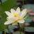 Detox - Lotus Flower