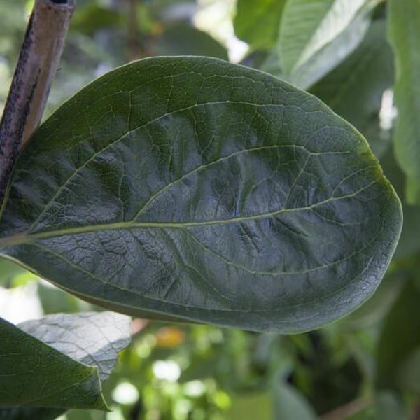 Persimmon Leaf