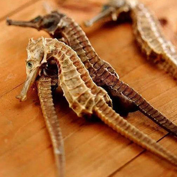 Seahorse, Sandworm, and Goji Berry Soup Healing Herbal Soups