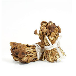 Tea Tree Mushrooms